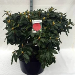Rhododendron (Rhododendron 'Markeeta's Prize') -Goedkope Tuin Sprankel Winkel rh. markeeta s prize c80