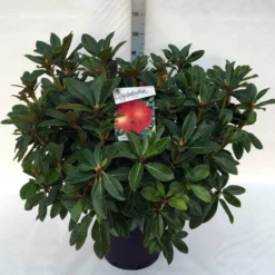 Rhododendron (Rhododendron 'Red Jack') -Goedkope Tuin Sprankel Winkel rh. red jack c30