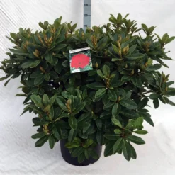Rhododendron (Rhododendron 'Red Jack') -Goedkope Tuin Sprankel Winkel rh. red jack c40
