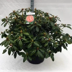 Rhododendron (Rhododendron 'Virginia Richards') -Goedkope Tuin Sprankel Winkel rh. virginia richards c40