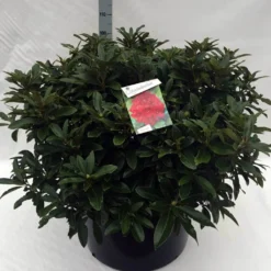 Rhododendron (Rhododendron 'Wilgen's Ruby') -Goedkope Tuin Sprankel Winkel rh. wilgens ruby c80
