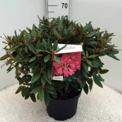 Rhododendron (Rhododendron 'Winsome') -Goedkope Tuin Sprankel Winkel rh. winsome c10 50 cm