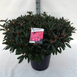 Rhododendron (Rhododendron 'Winsome') -Goedkope Tuin Sprankel Winkel rh. winsome c30