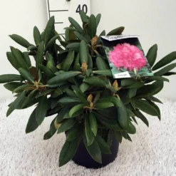 Dwergrhododendron (Rhododendron 'Polaris') -Goedkope Tuin Sprankel Winkel rh. y polaris c5