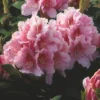 Rhododendron (Rhododendron 'Albert Schweitzer') -Goedkope Tuin Sprankel Winkel rhaschwe 2