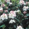 Rhododendron (Rhododendron 'Gomer Waterer') -Goedkope Tuin Sprankel Winkel rhgwater 2