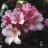 Dwergrhododendron (Rhododendron 'Kalinka') -Goedkope Tuin Sprankel Winkel rhkalink 2