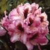 Rhododendron (Rhododendron 'Kokardia') -Goedkope Tuin Sprankel Winkel rhkokard 2