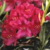 Rhododendron (Rhododendron 'Nova Zembla') -Goedkope Tuin Sprankel Winkel rhnzembl 7