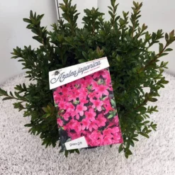 Japanse Azalea (Rhododendron 'Madame Van Hecke') -Goedkope Tuin Sprankel Winkel rho. aj mme van hecke c10