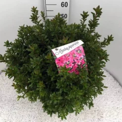 Japanse Azalea (Rhododendron 'Madame Van Hecke') -Goedkope Tuin Sprankel Winkel rho. aj mme van hecke c15
