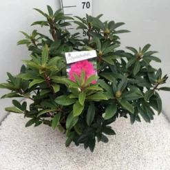 Rhododendron (Rhododendron 'Anah Kruschke') -Goedkope Tuin Sprankel Winkel rho. anah kruschke c10 50 cm
