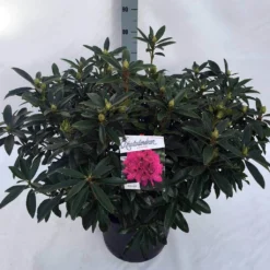 Rhododendron (Rhododendron 'Anah Kruschke') -Goedkope Tuin Sprankel Winkel rho. anah kruschke c30