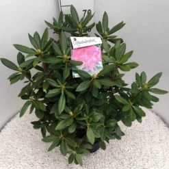 Rhododendron (Rhododendron 'Cosmopolitan') -Goedkope Tuin Sprankel Winkel rho. cosmopolitan c10 50 cm