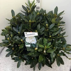 Rhododendron (Rhododendron 'Cunningham White') -Goedkope Tuin Sprankel Winkel rho. cunn white c20