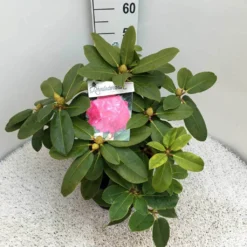 Rhododendron (Rhododendron 'Germania') -Goedkope Tuin Sprankel Winkel rho. germania c10 50 cm