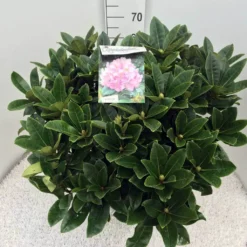 Rhododendron (Rhododendron 'Gomer Waterer') -Goedkope Tuin Sprankel Winkel rho. gomer waterer c20