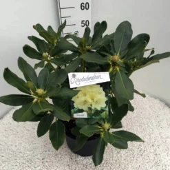 Rhododendron (Rhododendron 'Horizon Monarch') -Goedkope Tuin Sprankel Winkel rho. horizon monarch c10 50 cm