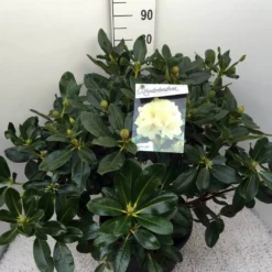 Rhododendron (Rhododendron 'Horizon Monarch') -Goedkope Tuin Sprankel Winkel rho. horizon monarch c20