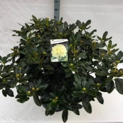 Rhododendron (Rhododendron 'Horizon Monarch') -Goedkope Tuin Sprankel Winkel rho. horizon monarch c40