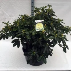 Rhododendron (Rhododendron 'Horizon Monarch') -Goedkope Tuin Sprankel Winkel rho. horizon monarch c80