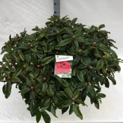 Rhododendron (Rhododendron 'Marie Forte') -Goedkope Tuin Sprankel Winkel rho. marie forte c40