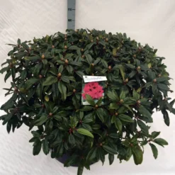 Rhododendron (Rhododendron 'Marie Forte') -Goedkope Tuin Sprankel Winkel rho. marie forte c80