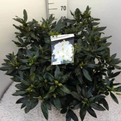 Rhododendron (Rhododendron 'Madame Masson') -Goedkope Tuin Sprankel Winkel rho. mme masson c20