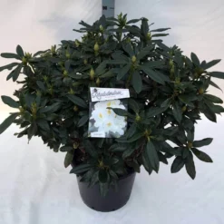 Rhododendron (Rhododendron 'Madame Masson') -Goedkope Tuin Sprankel Winkel rho. mme masson c30