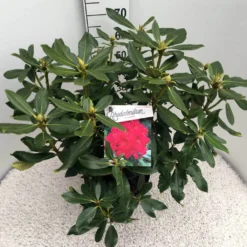 Rhododendron (Rhododendron 'Nova Zembla') -Goedkope Tuin Sprankel Winkel rho. nova zembla c10 50 cm