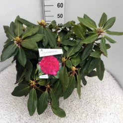 Rhododendron (Rhododendron 'American Beauty') -Goedkope Tuin Sprankel Winkel rho. p. a. beauty c10 50 cm