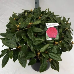 Rhododendron (Rhododendron 'American Beauty') -Goedkope Tuin Sprankel Winkel rho. pierce amercian beauty c40