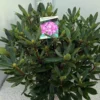 Bosrhododendron (Rhododendron Ponticum 'Roseum') -Goedkope Tuin Sprankel Winkel rho. ponticum roseum c20