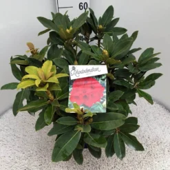 Rhododendron (Rhododendron 'Red Jack') -Goedkope Tuin Sprankel Winkel rho. red jack c10 50 cm