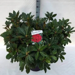 Rhododendron (Rhododendron 'Red Jack') -Goedkope Tuin Sprankel Winkel rho. red jack c30