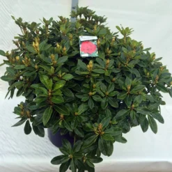 Rhododendron (Rhododendron 'Red Jack') -Goedkope Tuin Sprankel Winkel rho. red jack c80