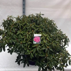 Rhododendron (Rhododendron 'Roseum Elegans') -Goedkope Tuin Sprankel Winkel rho. roseum elegans c80