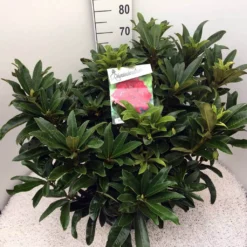 Rhododendron (Rhododendron 'Wilgen's Ruby') -Goedkope Tuin Sprankel Winkel rho. wilgens ruby c20