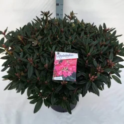 Rhododendron (Rhododendron 'Winsome') -Goedkope Tuin Sprankel Winkel rho. winsome c30
