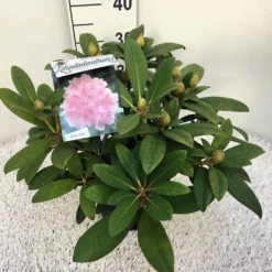 Rhododendron (Rhododendron 'Doc') -Goedkope Tuin Sprankel Winkel rho. y doc c5