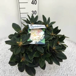 Dwergrhododendron (Rhododendron 'Golden Torch') -Goedkope Tuin Sprankel Winkel rho. y golden torch c5