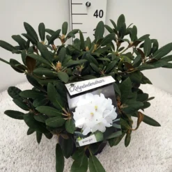 Dwergrhododendron (Rhododendron 'Porzellan') -Goedkope Tuin Sprankel Winkel rho. y porzelan c10