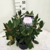 Dwergrhododendron (Rhododendron 'Silberwolke') -Goedkope Tuin Sprankel Winkel rho. y silberwolke c5