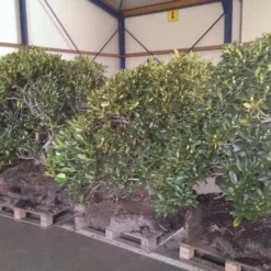 Rhododendron (Rhododendron 'Cunningham White') -Goedkope Tuin Sprankel Winkel rhodo cun white