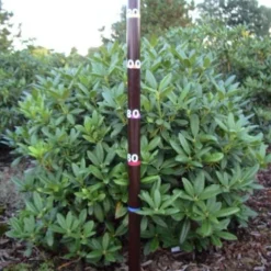 Rhododendron (Rhododendron 'Cunningham White') -Goedkope Tuin Sprankel Winkel rhodod cun white 1