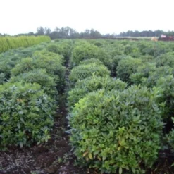 Rhododendron (Rhododendron 'Cunningham White') -Goedkope Tuin Sprankel Winkel rhodod cun white 2