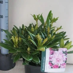 Dwergrhododendron (Rhododendron 'Caroline Allbrook') -Goedkope Tuin Sprankel Winkel rhododendron caroline allbrook c5 aug