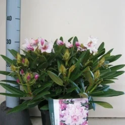 Dwergrhododendron (Rhododendron 'Caroline Allbrook') -Goedkope Tuin Sprankel Winkel rhododendron caroline allbrook c5 sept