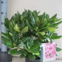Rhododendron (Rhododendron 'Cosmopolitan') -Goedkope Tuin Sprankel Winkel rhododendron cosmopolotan c5 aug