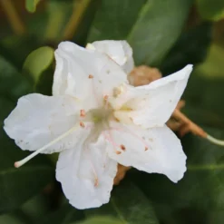 Rhododendron (Rhododendron 'Cunningham White') -Goedkope Tuin Sprankel Winkel rhododendron cunningham white 2